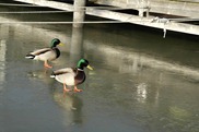 _SAM4365 _SAM4365