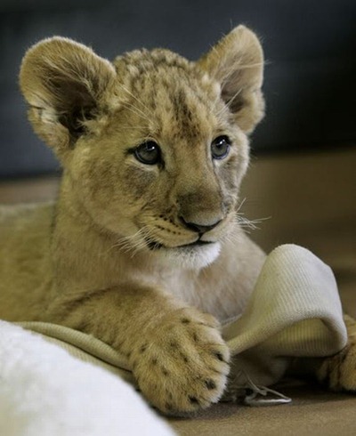 baby_lion_08