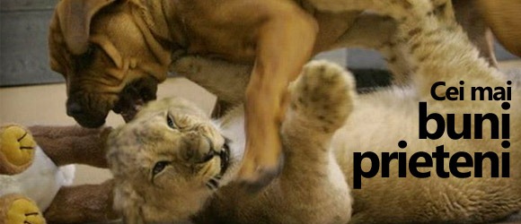 cei-mai-buni-prieteni