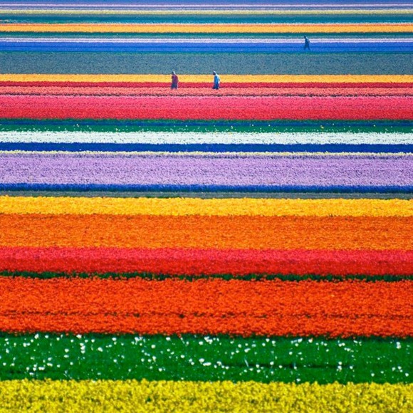 tulip tulip
