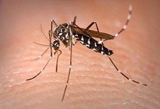 300px-Aedes_Albopictus 300px-Aedes_Albopictus
