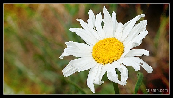 ma-iubeste-nu-ma-iubeste