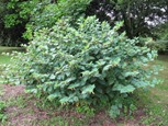 Matraguna 2-550x415 Matraguna 2-550x415