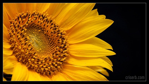 floareasoarelui floareasoarelui