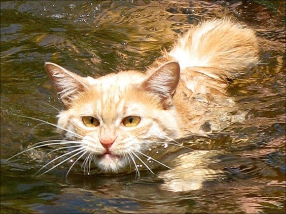 Swin_cats_01 Swin_cats_01