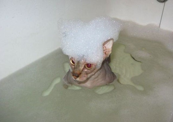 Swin_cats_02 Swin_cats_02