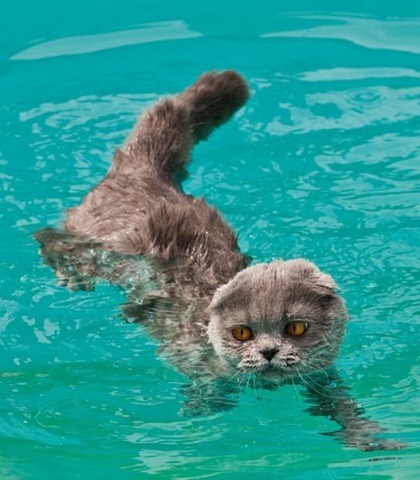 Swin_cats_03 Swin_cats_03