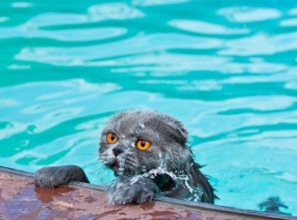 Swin_cats_04 Swin_cats_04