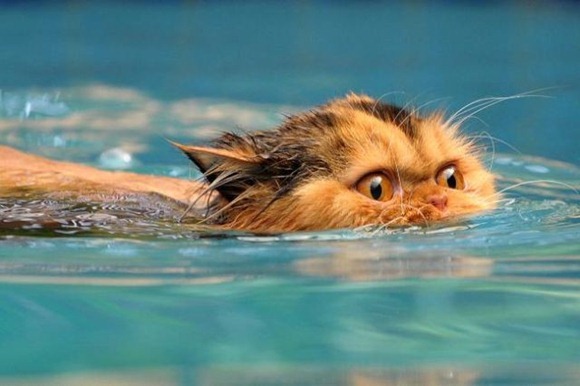 Swin_cats_05 Swin_cats_05