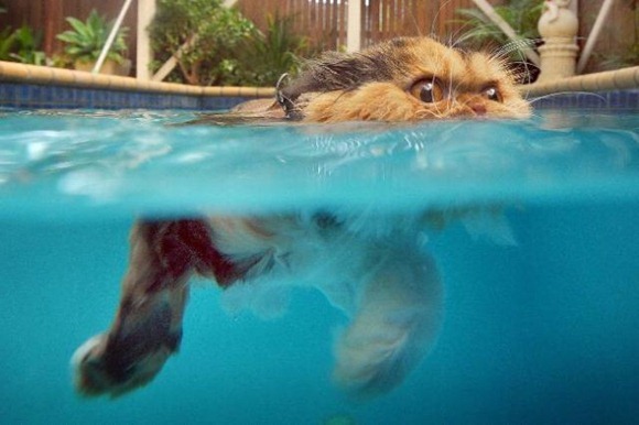Swin_cats_06 Swin_cats_06