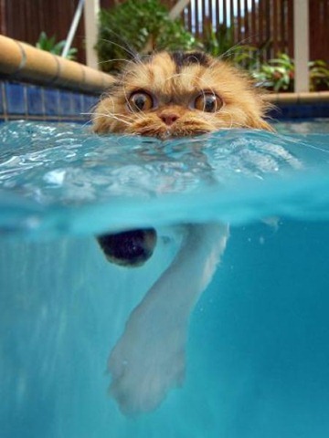 Swin_cats_07 Swin_cats_07