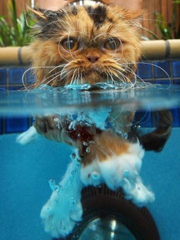 Swin_cats_08 Swin_cats_08