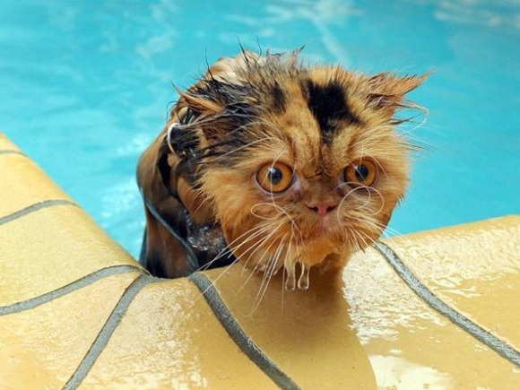 Swin_cats_10 Swin_cats_10