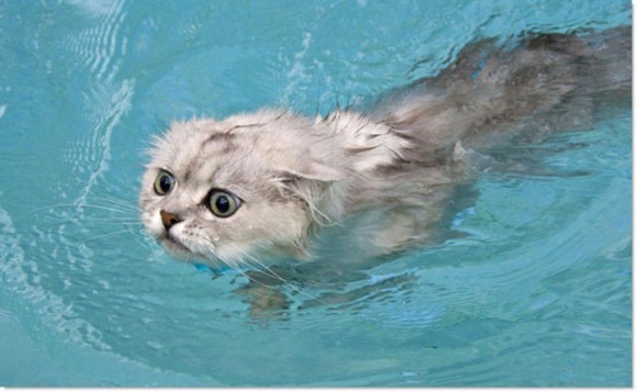 Swin_cats_11 Swin_cats_11