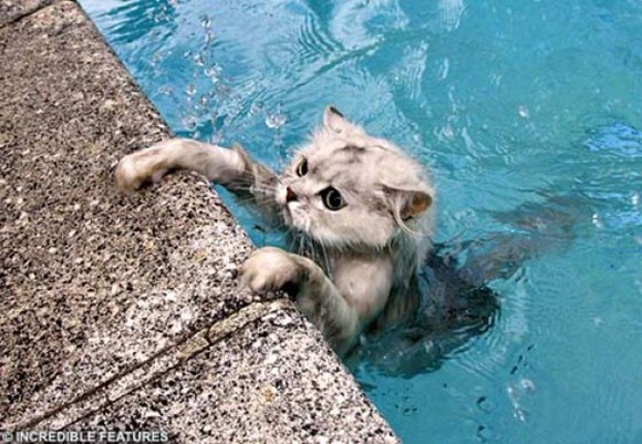 Swin_cats_12 Swin_cats_12
