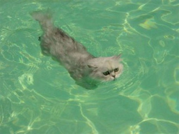 Swin_cats_13 Swin_cats_13