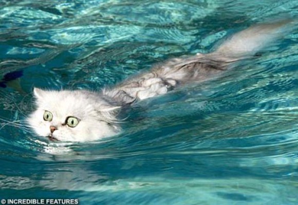 Swin_cats_14 Swin_cats_14