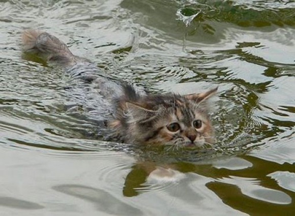 Swin_cats_15 Swin_cats_15