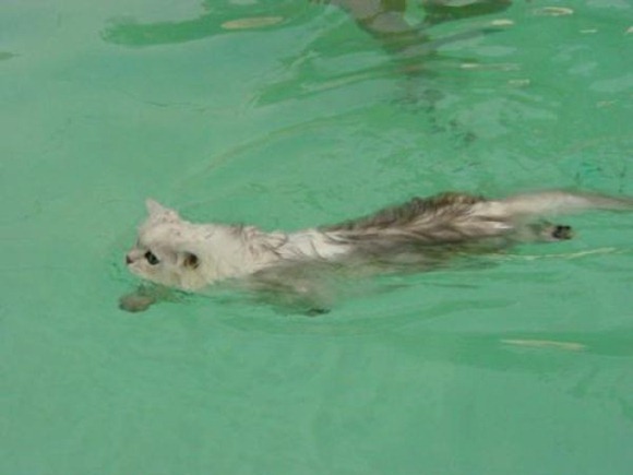 Swin_cats_16 Swin_cats_16