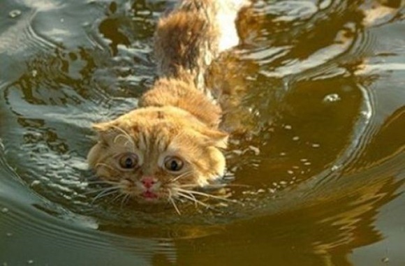 Swin_cats_17 Swin_cats_17