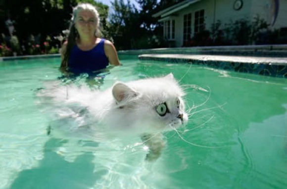 Swin_cats_18 Swin_cats_18