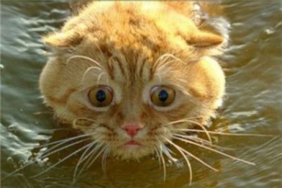 Swin_cats_19 Swin_cats_19