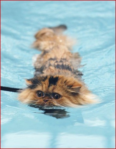Swin_cats_20 Swin_cats_20