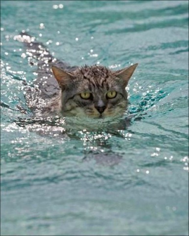 Swin_cats_21 Swin_cats_21