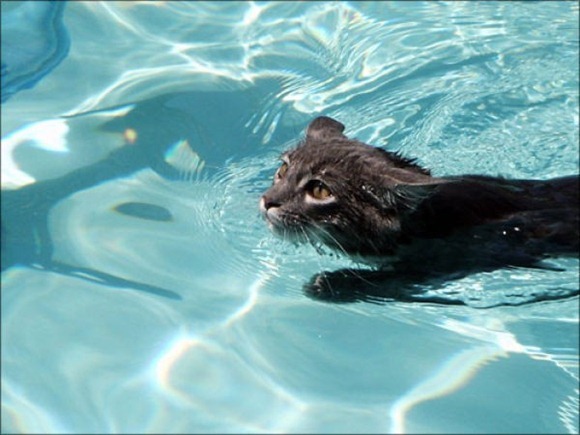 Swin_cats_22 Swin_cats_22