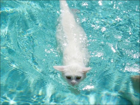 Swin_cats_23 Swin_cats_23