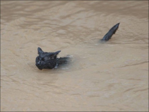 Swin_cats_24 Swin_cats_24