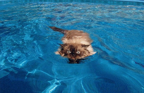 Swin_cats_25 Swin_cats_25