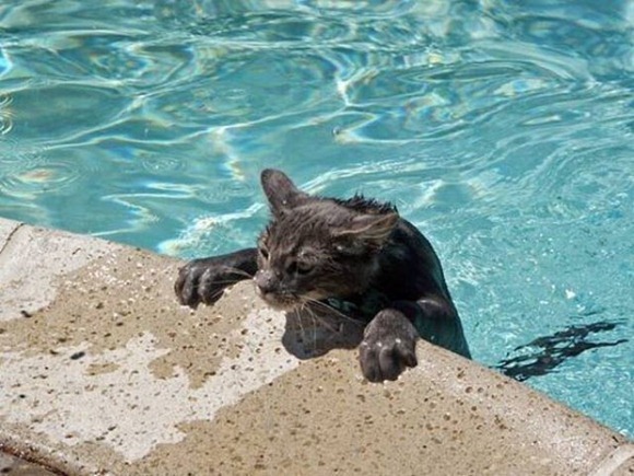 Swin_cats_26 Swin_cats_26
