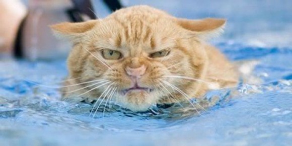 Swin_cats_27 Swin_cats_27