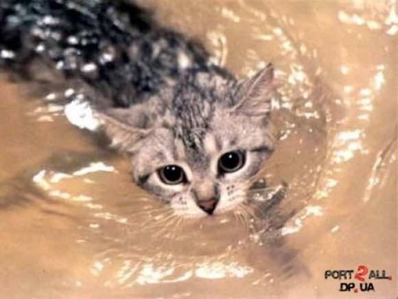 Swin_cats_28 Swin_cats_28