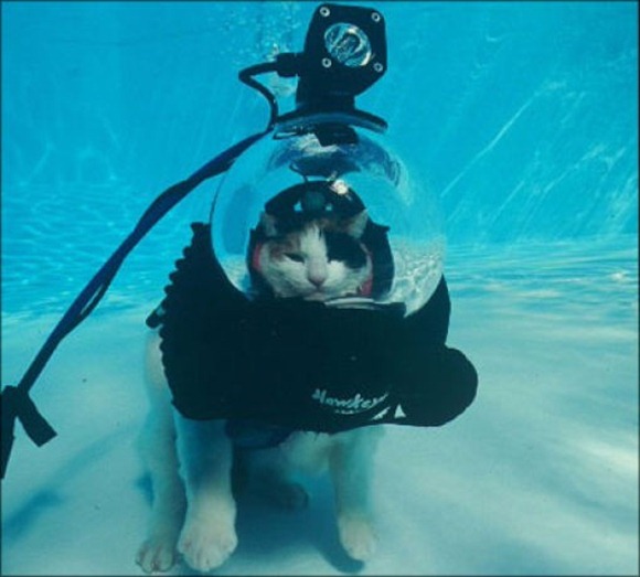 Swin_cats_29 Swin_cats_29
