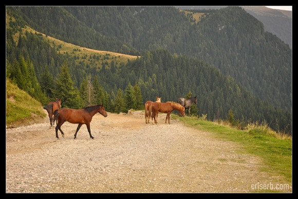 babele-si-sfinxul-01