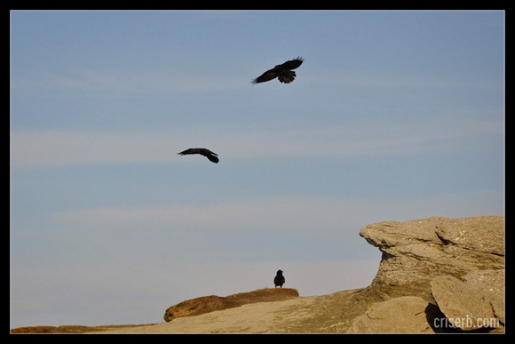 babele-si-sfinxul-20