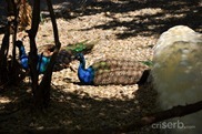 DSC_1223 DSC_1223