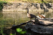 DSC_1225 DSC_1225