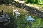 DSC_1231 DSC_1231