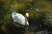 DSC_1239 DSC_1239