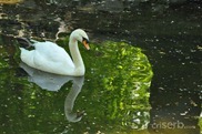 DSC_1241 DSC_1241