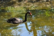 DSC_1242 DSC_1242