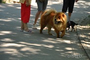 DSC_1243 DSC_1243
