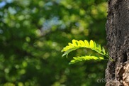DSC_1246 DSC_1246