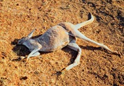 Australia_Kangaroo_Dead Australia_Kangaroo_Dead