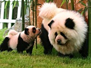 Chow Chow dogs, dyed to look like pandas, play at the Dahe Pet Civilization Park in Zhengzhou, Henan province June 8, 2010. The park bought four dyed Chow Chows and a Golden Retriever, dyed to resemble a tiger, from a pet market in Sichuan as an attempt to attract visitors, local media said. REUTERS/Donald Chan (CHINA - Tags: ANIMALS SOCIETY IMAGES OF THE DAY) Chow Chow dogs, dyed to look like pandas, play at the Dahe Pet Civilization Park in Zhengzhou, Henan province June 8, 2010. The park bought four dyed Chow Chows and a Golden Retriever, dyed to resemble a tiger, from a pet market in Sichuan as an attempt to attract visitors, local media said. REUTERS/Donald Chan (CHINA - Tags: ANIMALS SOCIETY IMAGES OF THE DAY)