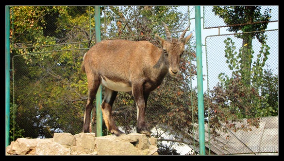 zoo_targoviste_11