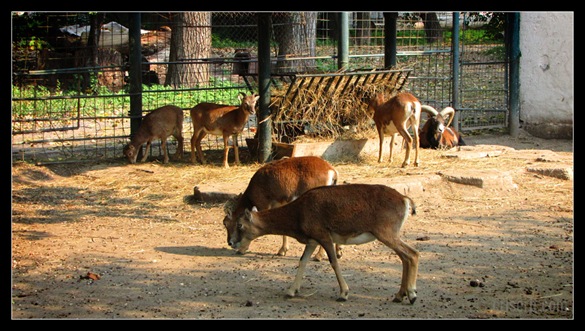 zoo_targoviste_12